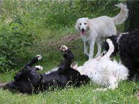 Puppys van Bliss040622-0070